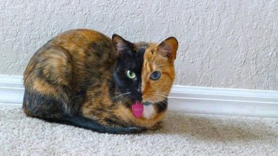 Çift Vücutlu Kedi 