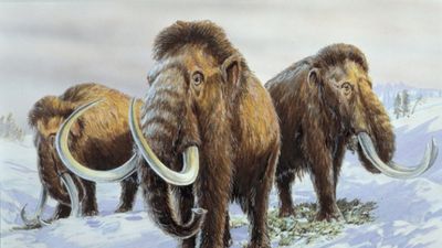 Mamut Genomu Sayesinde 