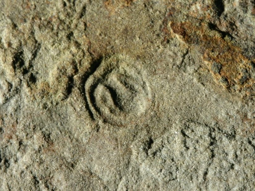 Parvancorina