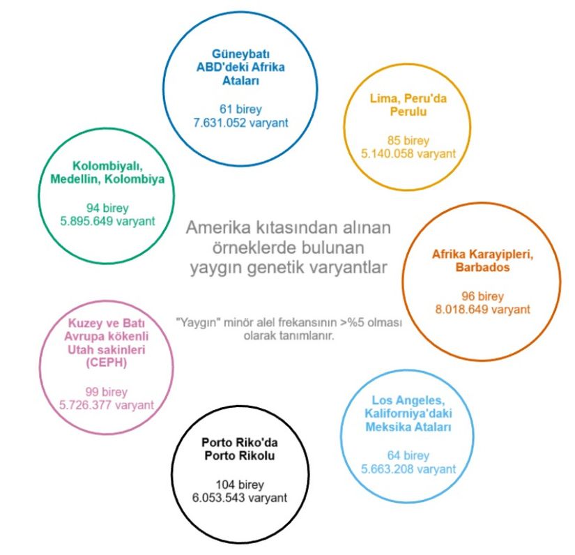 Amerika'dan yedi örnekteki ortak varyant sayısı. Her bir dairenin alanı, 1000 Genom Projesinden alınan o örnekteki ortak varyantların sayısı ile orantılıdır. "Yaygın" bir varyant, minör alel frekansının %5'ten fazla olması olarak tanımlanır; burada minör alel kimliği global alel frekansına (1000 Genom Projesi'ndeki tüm örneklerdeki frekansı) göre belirlenir. Bu miktarın örnekler arasında nispeten tutarlı olmasını sağlamak için her bir örnekteki birey sayısı da dahil edilmiştir.