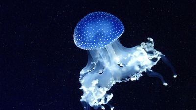 Biyolüminesans: Işık Saçan Hayvanlar, Bunu Nasıl Yapıyorlar? Biyolüminesans Nasıl Evrimleşti?
